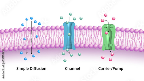 Major Mechanisms by which Molecules Cross the Cell Membrane, Simple Diffusion, Channel, and Pump / Carrier - Medical Vector Illustration photo
