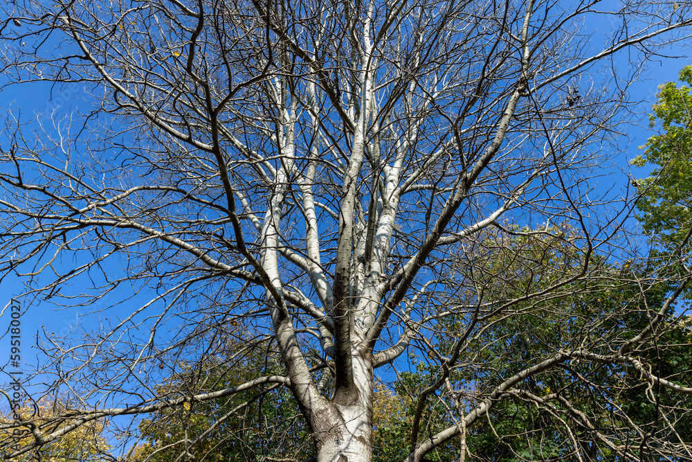 Yellowing birch foliage in October