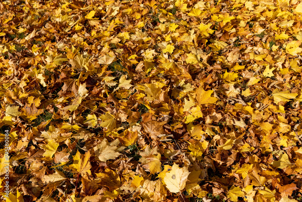 Orange maple foliage lies on the ground Orange maple foliage lies on the ground