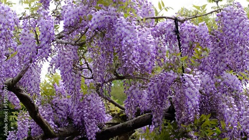 春の風に揺れる藤の花