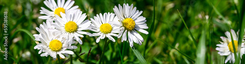Closeup of small white English daisy’s growing in a lawn, a gardening nightmare 