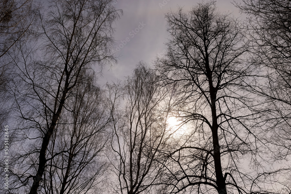Bare trees in sunny spring weather, bare deciduous trees Bare trees in sunny spring weather, bare deciduous trees