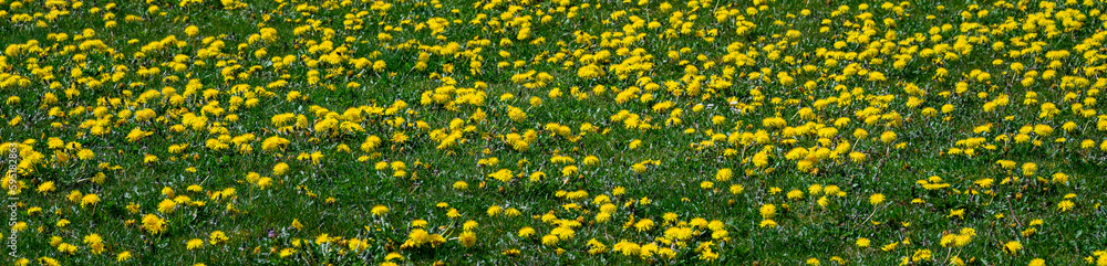Grass field full of bright yellow dandelions in full bloom, gardening nightmare
