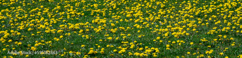 Grass field full of bright yellow dandelions in full bloom, gardening nightmare 