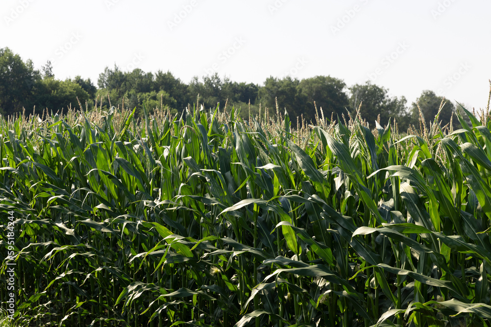 Green corn illuminated by sunlight Green corn illuminated by sunlight