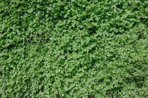 green fern plant wall growing in the garden