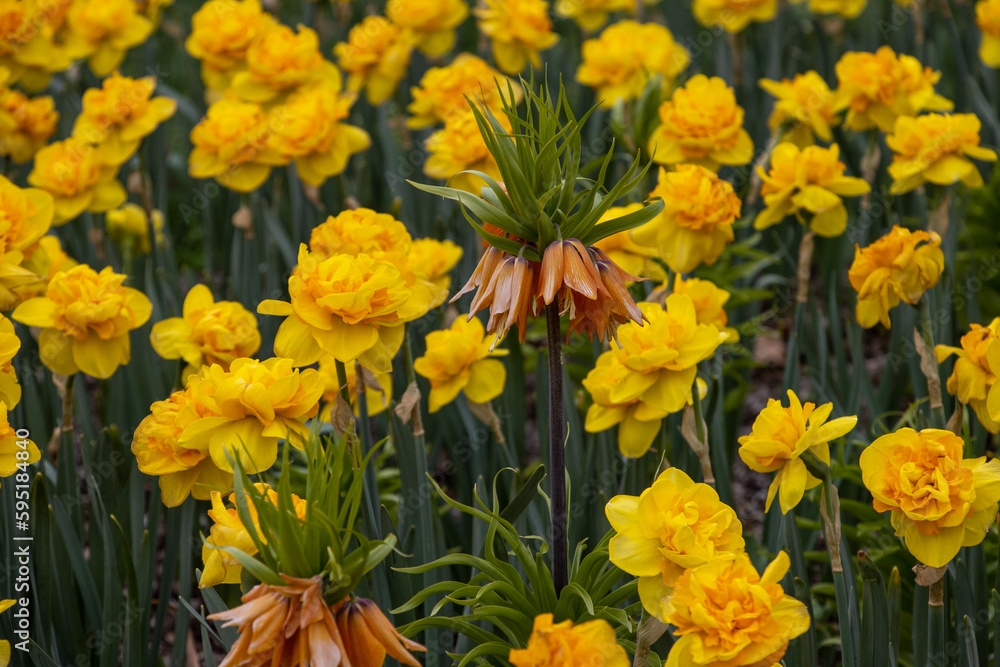 yellow tulips yellow tulips