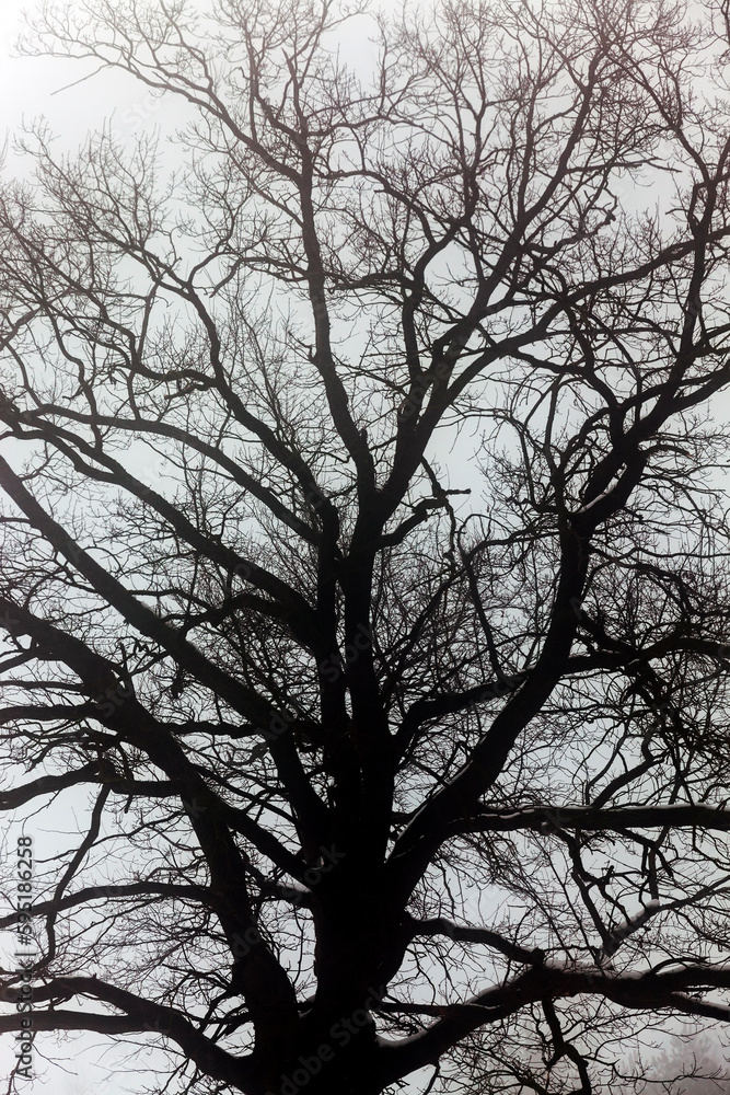 snow-covered bare deciduous trees in winter snow-covered bare deciduous trees in winter