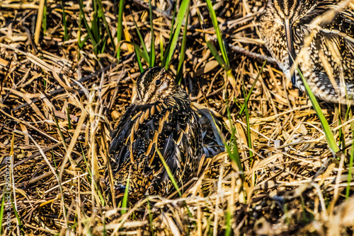 Wilson's Snipes Shorebirds Juanita Bay Park Lake Washington Kirkland Washiington photo