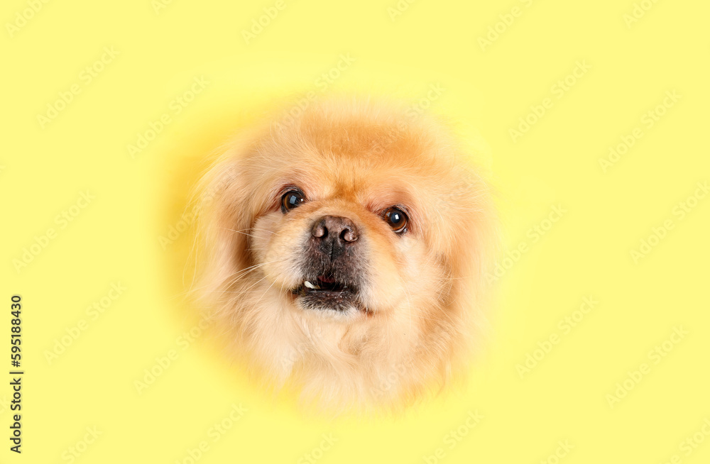 Cute fluffy dog looking out of hole in yellow paper Cute fluffy dog looking out of hole in yellow paper