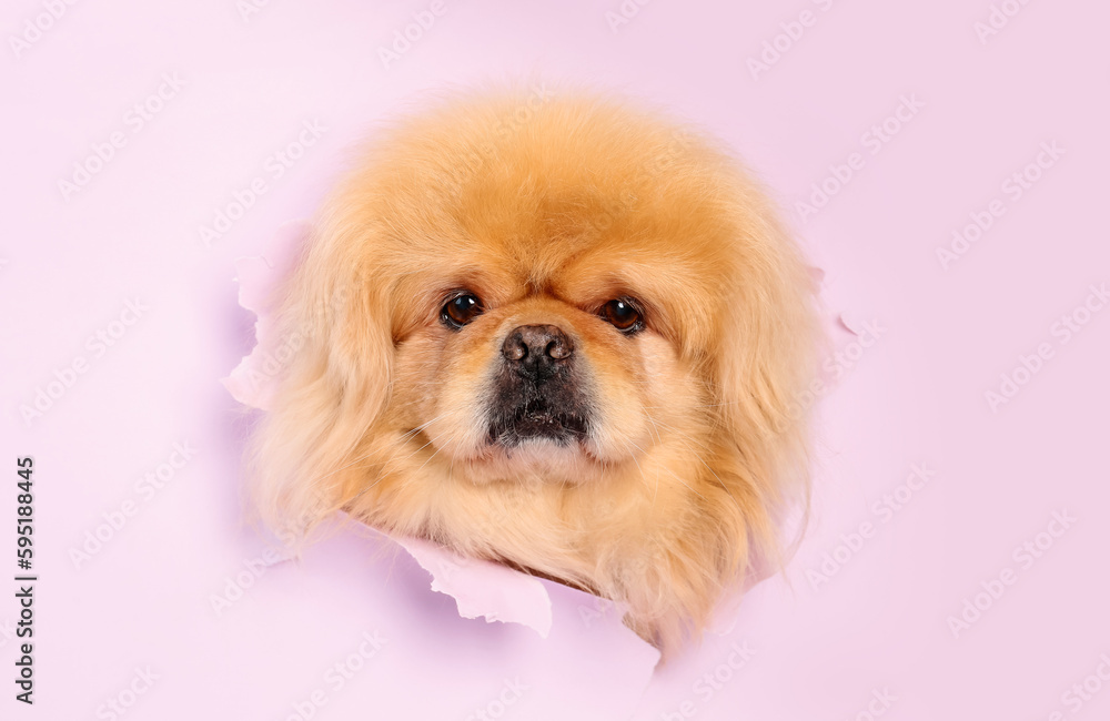 Cute fluffy dog looking out of hole in torn lilac paper Cute fluffy dog looking out of hole in torn lilac paper