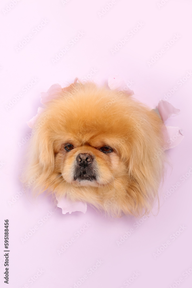 Cute fluffy dog looking out of hole in torn lilac paper Cute fluffy dog looking out of hole in torn lilac paper
