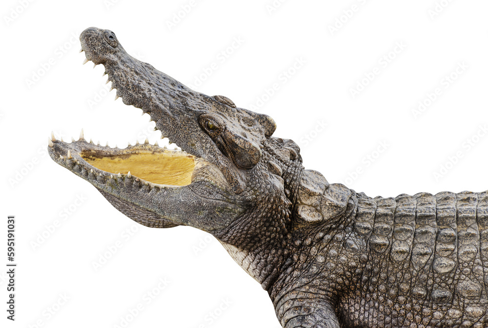 Fototapeta premium Crocodile open mouth