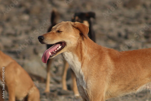 The African Dog Jeddah 