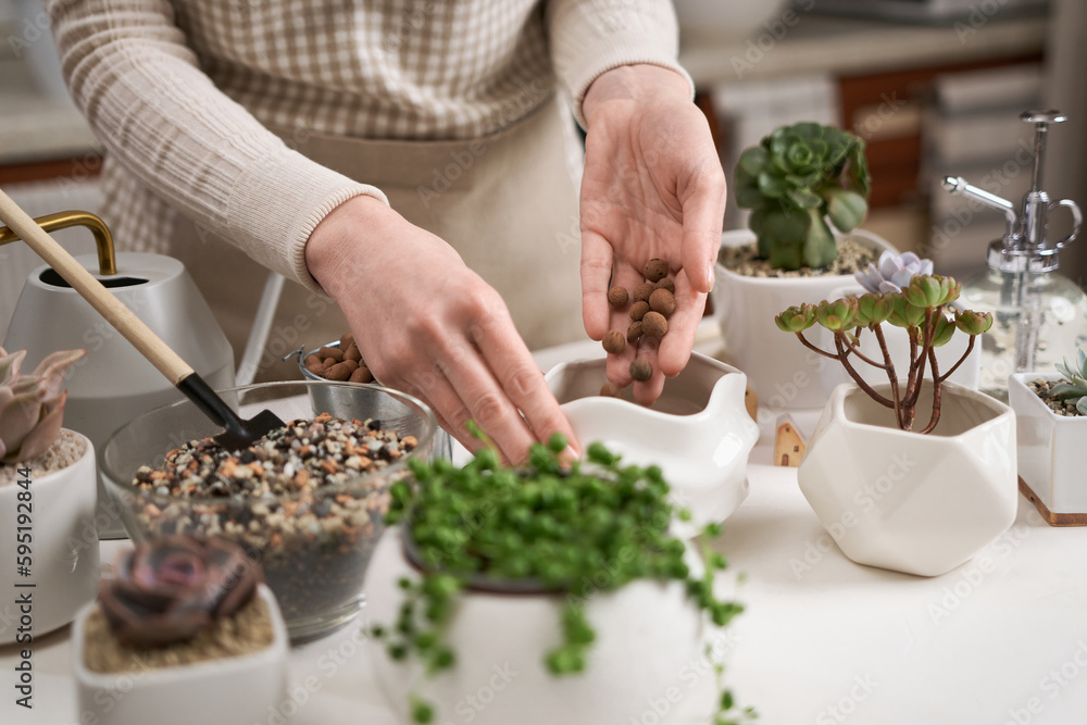 Woman adding expanded clay drainage into ceramic pot for Aeonium house plant transplanting Woman adding expanded clay drainage into ceramic pot for Aeonium house plant transplanting