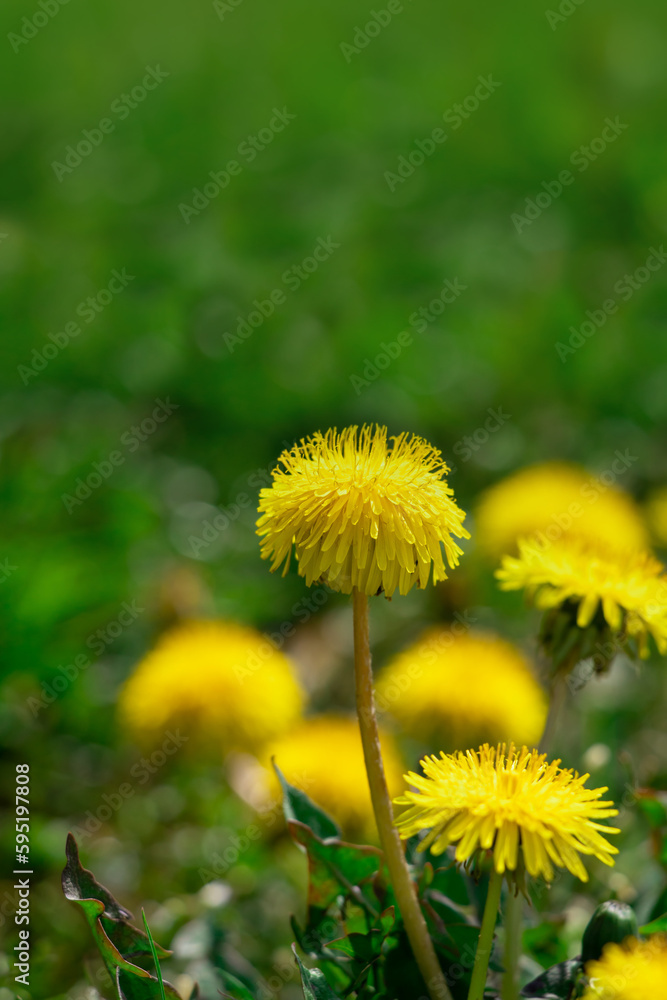 Dandelions in the tall grass. Dandelions in the tall grass.