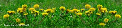 Panorama dandelions in the tall grass.