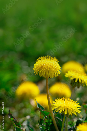 Dandelions in the tall grass.