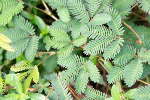 lojjaboti or Touch me not plant or Mimosa pudica is a creeping annual or perennial flowering plant of the pea or legume family Fabaceae. Sensitive Plant  Shame Plant  Live-and-die  and Rumput simalu.