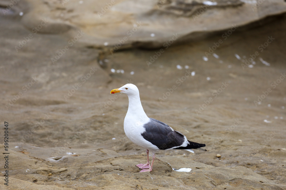 A sea gull looking for food near the seashore. A sea gull looking for food near the seashore.