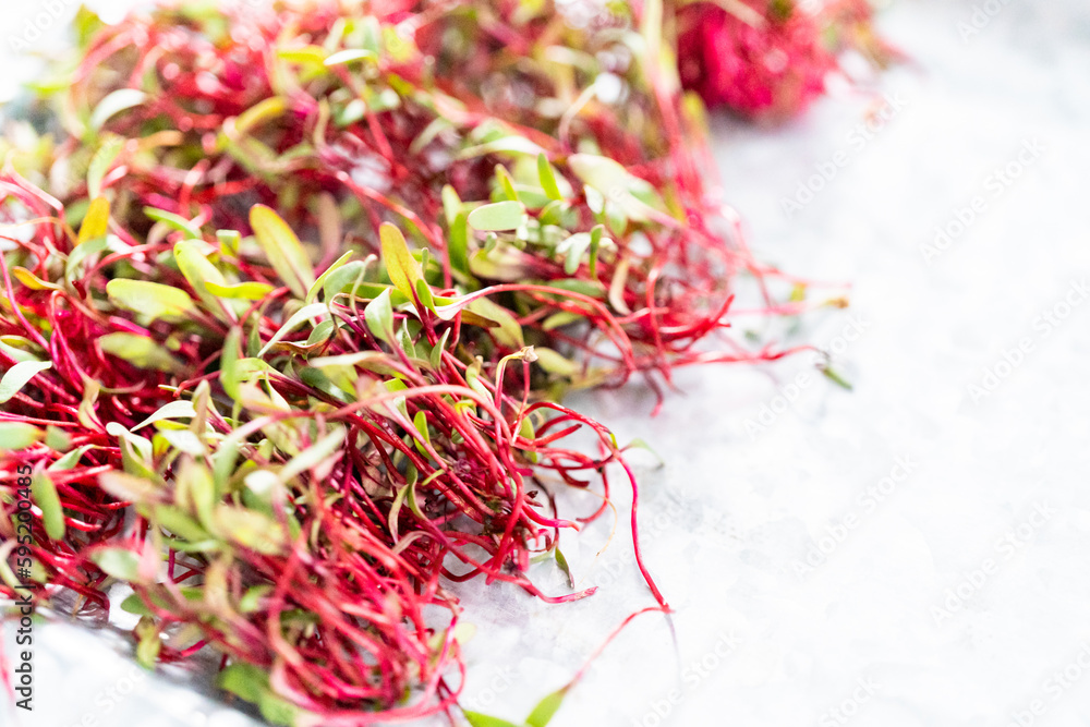 Radish microgreens