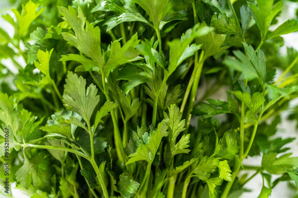 Fresh parsley Fresh parsley