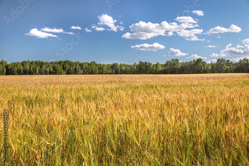 golden wheat field and blue sky. beautiful landscape with a field and trees. blue sky and clouds. desktop screensaver. background