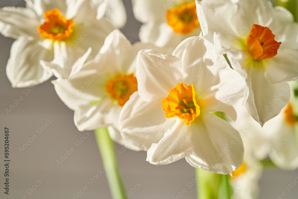 Background of beautiful narcissus flowers. Background of beautiful narcissus flowers.