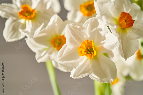 Background of beautiful narcissus flowers. © Marevgenna