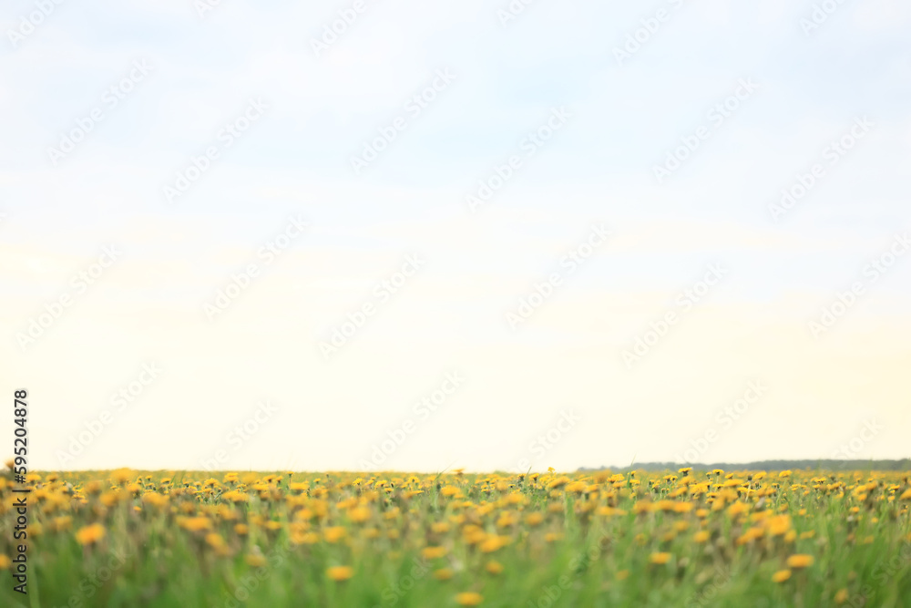 yellow field dandelions background nature spring summer season abstract