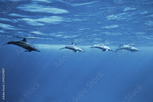 dolphins underwater photo, sea water wildlife