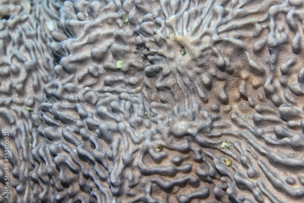 soft coral underwater background reef ocean soft coral underwater background reef ocean