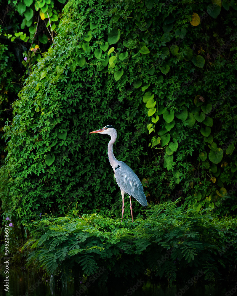 Fototapeta premium Great blue heron