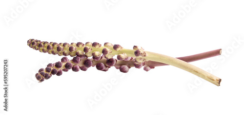 Torch ginger or Aspidistra sutepensis on transparent png photo