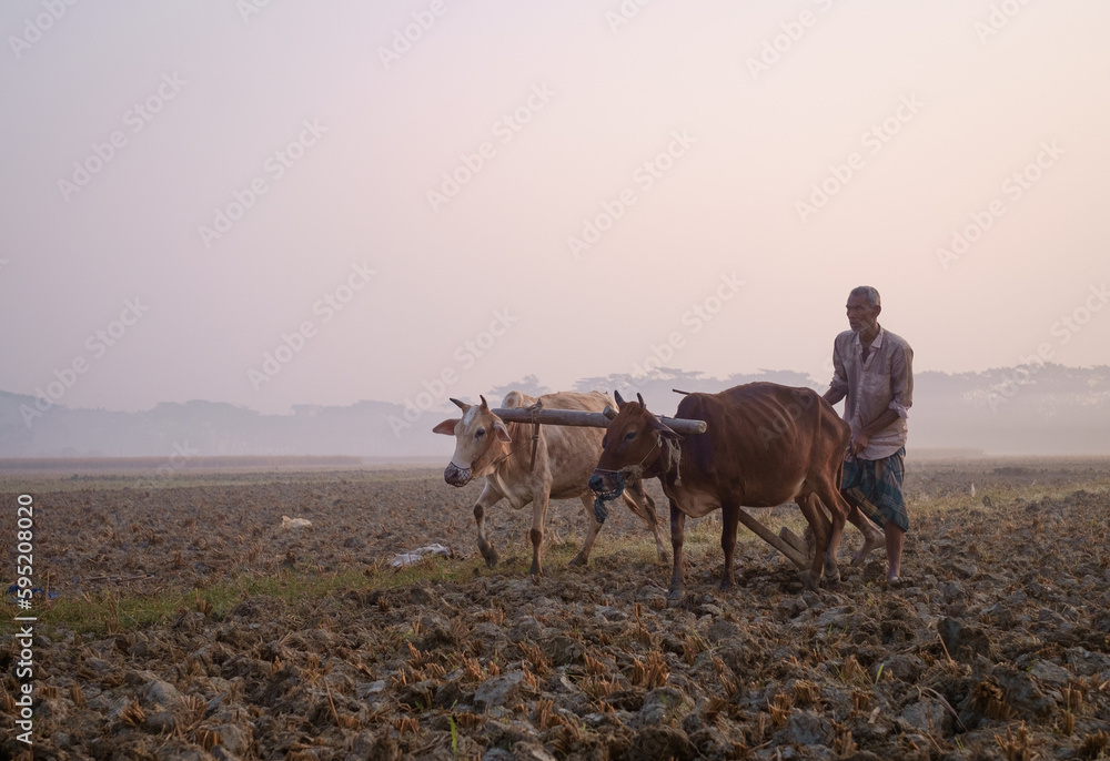 Rural farmer is ploughing his land with two cow by a old traditional method in a winter morning 