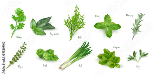 Green herbs set isolated on white background. Thyme, rosemary, mint, oregano, basil, sage, parsley, dill, bay leaves, leek spices vector illustration. Herbal seasoning ingredients for cooking photo