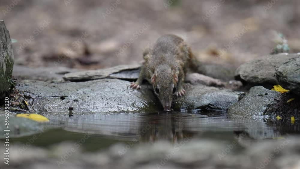 Pallas's squirrel, Red-bellied squirrel drinking water in pond. Pallas's squirrel, Red-bellied squirrel drinking water in pond.