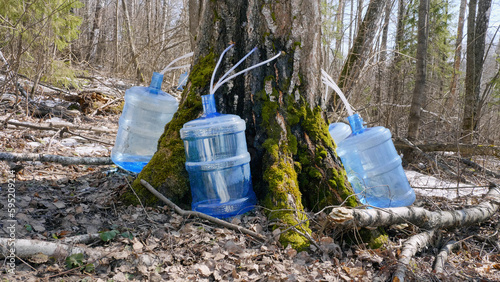 Southern Urals, spring taiga: collecting birch sap in bottles. photo