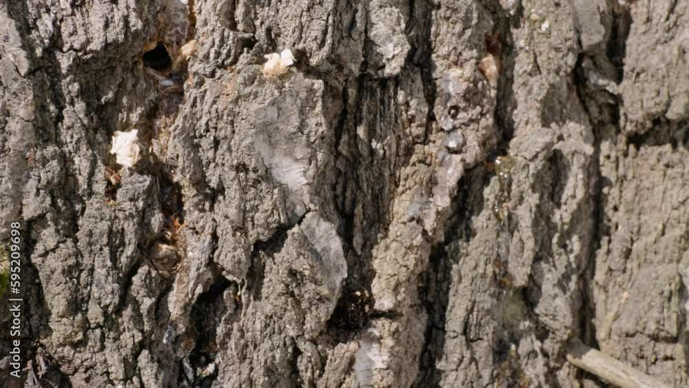 Southern Urals, spring taiga: birch sap flows down the trunk of the tree. Southern Urals, spring taiga: birch sap flows down the trunk of the tree.