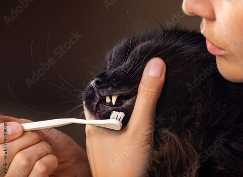 Toothbrush for animals. woman brushes teeth of a black cat. animal oral care