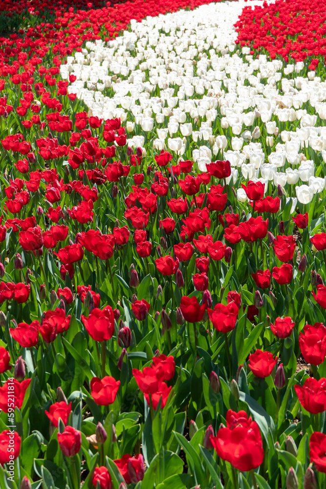 Close View of Red and White Tulips in a Garden