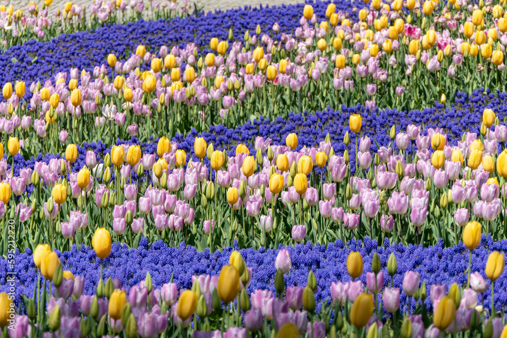 Large field of Grape Hyacinth flowers and Tulips in pastel colors