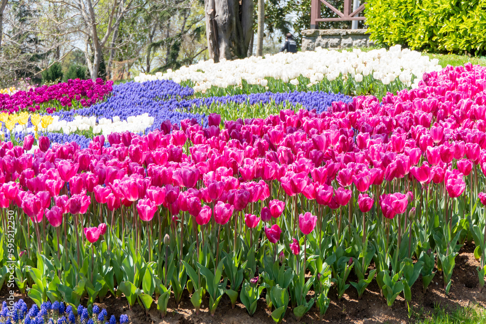 Shapes of Colorful Tulips at Emirgan Park, Istanbul