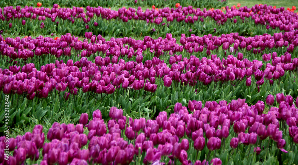 Vibrant purple tulips in full bloom, planted in even rows, in Goztepe Park during the annual Istanbul Tulip Festival