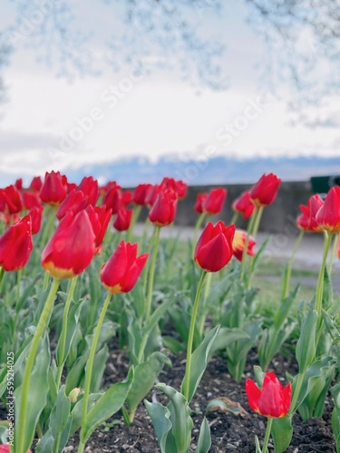 Wallpaper Mural field of tulips against blue sky Torontodigital.ca