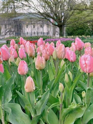 Wallpaper Mural pink tulips in the park Torontodigital.ca
