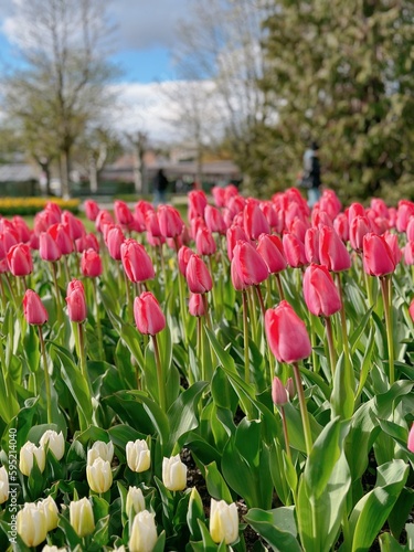 Wallpaper Mural pink tulips in the park Torontodigital.ca