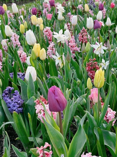 Wallpaper Mural tulips in the garden Torontodigital.ca