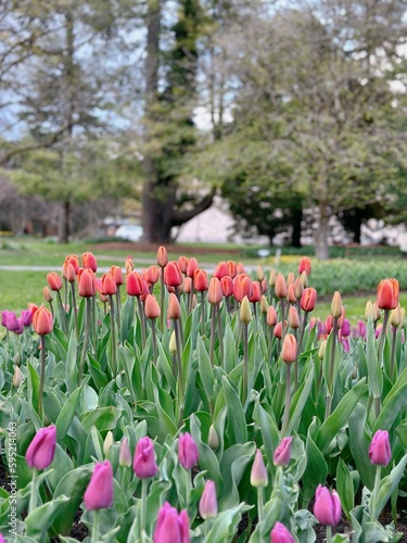 Wallpaper Mural tulip field in spring Torontodigital.ca