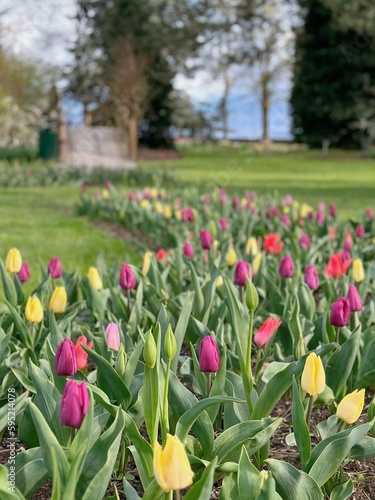 Wallpaper Mural tulips in the park Torontodigital.ca